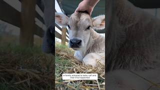 A family adopted a baby calf and then this happened animalshorts shortvideo calf [upl. by Fraya]