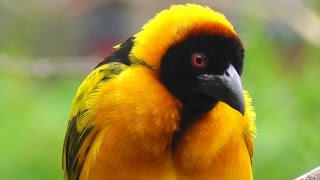 Beautiful Weaver Birds Nest Building  Village Weaver Bird Nest Making  Ploceidae [upl. by Enaerb]