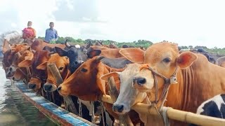 Big cow unloading cow videos cow videos 2024 Qurbani Eid collection 2025 [upl. by Rutan662]