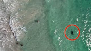 Shark Swims Dangerously Close To Unaware Beach Goers [upl. by Jacoba]