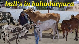 Saste bulls  Khubsurat bade janwar in bahadurpura Hyderabad  Deoni colorful bulls in bahadurpura [upl. by Utham]