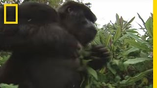 How to Survive a Gorilla Charge  National Geographic [upl. by Indys344]