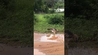 Does This Hawk Really Drink WATER [upl. by Khalsa434]