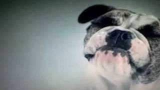 The Most Epic Dog Food Commercial Ever [upl. by Daria]