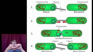 Mechanisms that Increase Genetic Variation [upl. by Moina]