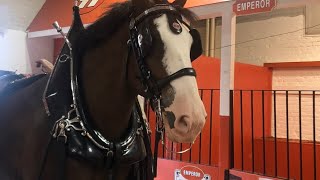 Big E Fair– Hallamore Clydesdales Circus Parade Shopping Haul [upl. by Sweyn]