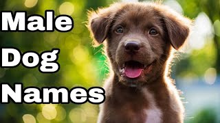 Best MALE Dog Names Ideas 2024  Unique amp Cute Boy Dog Names india [upl. by Kaasi297]