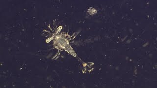 Why Are Plankton the Most Vital Organisms on Earth  BBC Earth [upl. by Edmon]