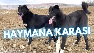 Haymana Karası Dog Breed  Facts and Information [upl. by Atiseret188]