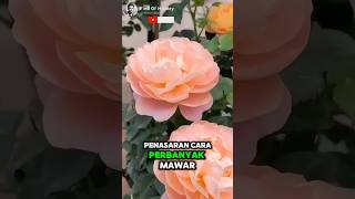 Unbelievable How to Plant Roses with Unique Techniques🌟🌹 Part 01 🌍 shorts short unique [upl. by Lipski]