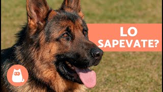 10 COSE CHE NON SAPEVI sul PASTORE TEDESCO 🐕 Fatti che ti sorprenderanno [upl. by Portuna495]