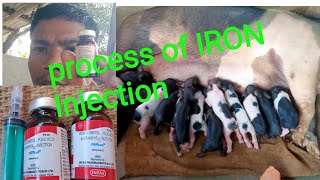 Tripura pig farmThe process of IRON Injection Alex Debbarma official vlog [upl. by Nalid230]