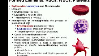 Anatomy  Basics of the Formed Elements RBCs WBCs amp Platelets [upl. by Serene207]