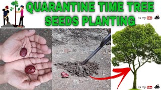 Planting Millettia pinnata seeds  How to plant seeds  quarantine time planting seeds [upl. by Euqirdor]