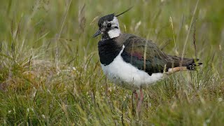 Lapwing Vanellus vanellus preening [upl. by Ialocin826]