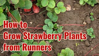 How to Grow Strawberry Plants from Runners [upl. by Nnaeitak933]