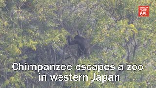 Chimpanzee escapes a zoo in western Japan [upl. by Nylanej]