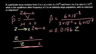 Equilibrium allele frequency [upl. by Gotthelf]