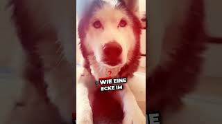 Dieser eine Tag hund tierliebe wissenswert hunde tiere doglover [upl. by Armbruster808]