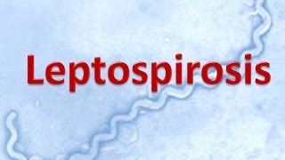 Leptospirosis [upl. by Hurty]