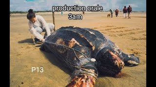 Production orale 3ampage 13une tortue géante séchoue sur lîle dOléron [upl. by Lemra301]