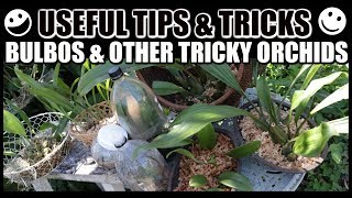 Tips For Growing Bulbophyllums amp Tricky Orchids  GROW RESCUE amp REVIVE [upl. by Adelheid]