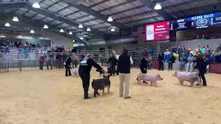 2024 CFISD Livestock ShowSwine Show [upl. by Adall]