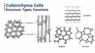 Collenchyma Cells  Structure Types Functions [upl. by Ellerrehc]