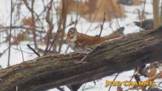 Birds of Prospect Park Brooklyn 20162017 [upl. by Acinomahs86]