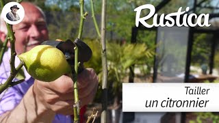 Comment réussir la taille dun citronnier cultivé en pot [upl. by Inez]