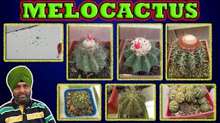 Melocactus  Watering  Nutrients  Flowering  Soil  Sunlight  Cactus care  Hindi [upl. by Casia]