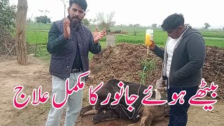 Treatment of downer cow  Dr Furqan Basheer [upl. by Rafaelita]