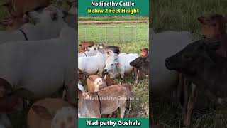 Nadipathy cow below 2 feet height cute life village farm trending youtube tiktok yt reel [upl. by Ivy785]