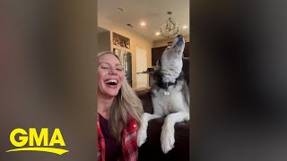 Watch this husky say I love you [upl. by Assilam]