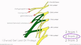 Lumbar Plexus  Structure and Branches  Anatomy Tutorial [upl. by Iak]