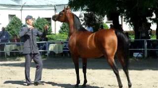 Aslan  arabian Stallion [upl. by Anrahc]