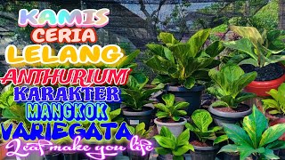 Kamis Ceria Lelang Anthurium Karakter Mangkok Variegata bhavanaplant anthurium jemanimangkok [upl. by Gemina957]