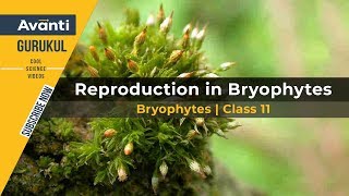 11B03  Plant Kingdom  Bryophytes Class 11  Moss  Reproduction in Bryophytes  Liverwort [upl. by Sisson]