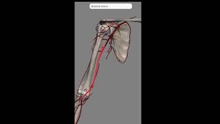 Arteries of Arm I Brachial artery  Profunda Brachii Artery and Branches I 3D anatomy [upl. by Je]