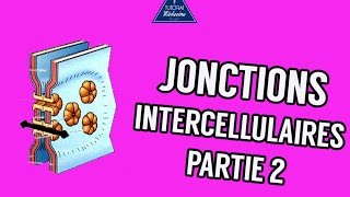 04  Les Jonctions intercellulaires Partie 2 [upl. by Flossi]