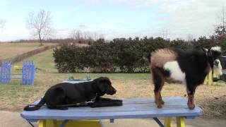 Training Your Labrador Retriever Puppy Part Four [upl. by Daggna]