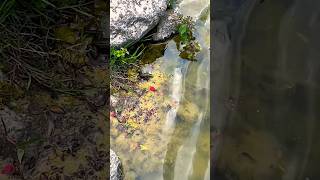 Beautiful pond 😍🍓 The sound of the waterfall 🇹🇷🏞️ [upl. by Asseniv]