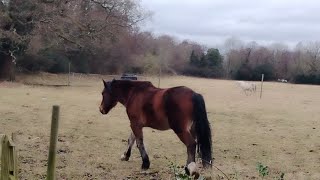 HORSES IN A FIELD MARSTON GREEN BIRMINGHAM [upl. by Pauwles]