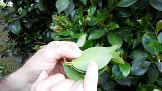 What is the Black on my Leaves Sooty Mould on Camellias [upl. by Jeroma]