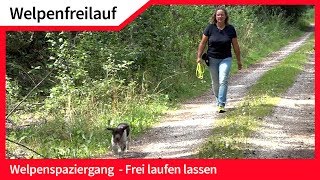 Welpenfreilauf ► Welpen ohne Leine frei laufen lassen ► Hundefreilauf [upl. by Ahsiadal]