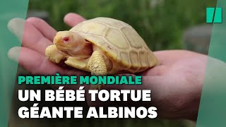 Une tortue géante des Galapagos albinos nait dans un zoo Suisse une première mondiale [upl. by Legra866]