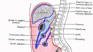 Peritoneal Cavity  Part 1  Anatomy Tutorial [upl. by Haerb]