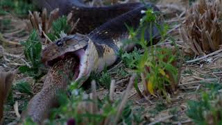 King Cobra eats a spectacled cobra [upl. by Ettenwad]