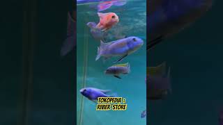 Cynotilapia afra Jalo Reef cichlid fishaquarium africancichlid [upl. by Sonahpets]