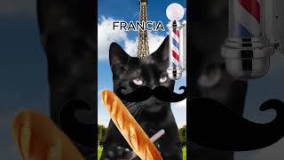 i gatti allestero cat memes funny perte neiperte halloween joyy animals [upl. by Etteniuqna]